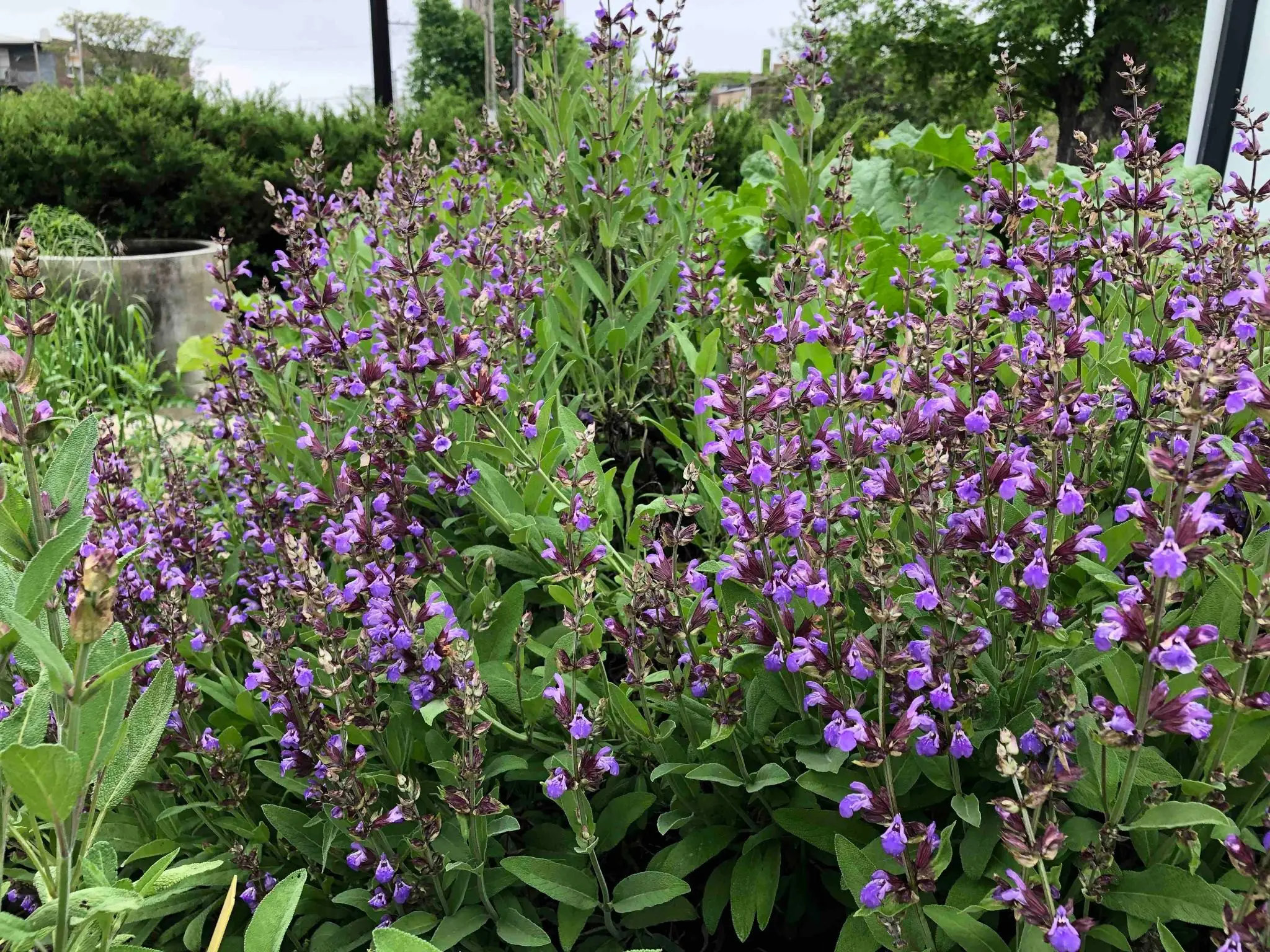 Purple sage flowers in bloom in a garden bed