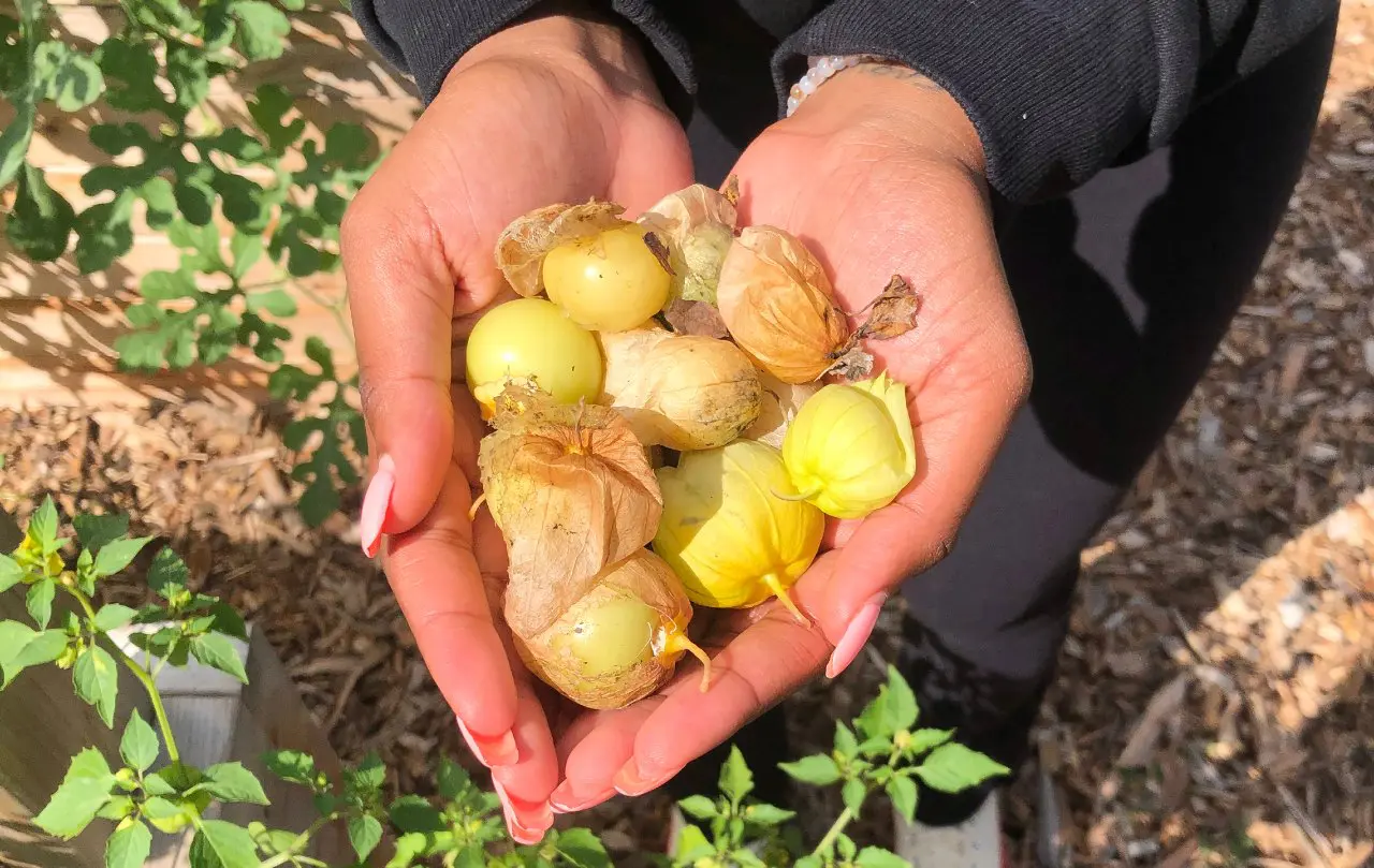 Cupped hands holding freshly picked ground cherries in their papery husks