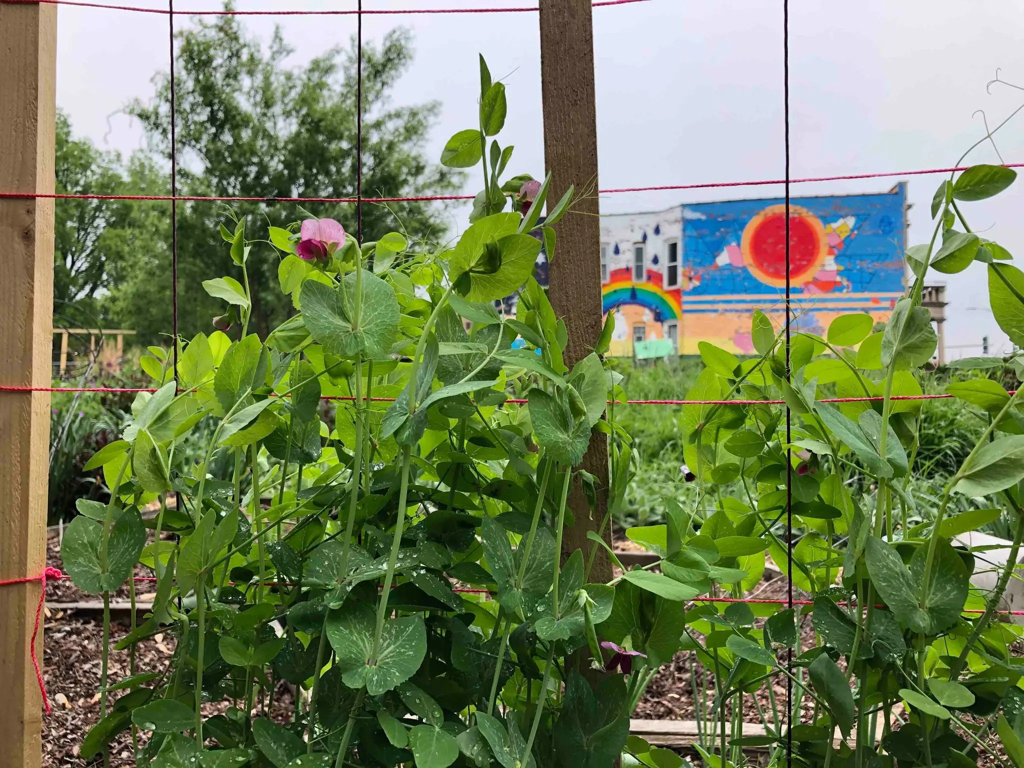 Pea vines climbing a trellis in the garden, with a colorful rainbow mural on a building behind